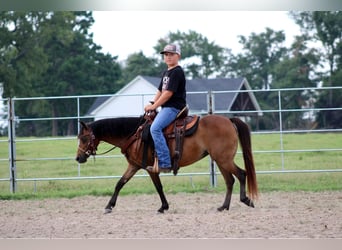 Shetland Ponys, Wallach, 10 Jahre, 117 cm, Rotbrauner