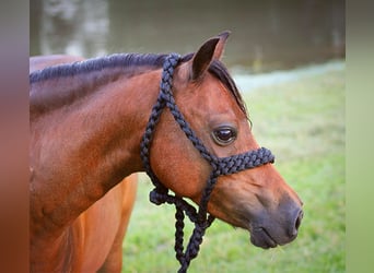 Shetland Ponys, Wallach, 10 Jahre, 117 cm, Rotbrauner