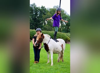 Shetland Ponys, Wallach, 10 Jahre, 122 cm, Dunkelfuchs