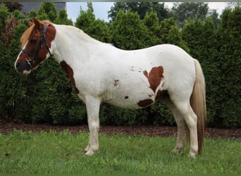 Shetland Ponys, Wallach, 10 Jahre, 122 cm, Dunkelfuchs