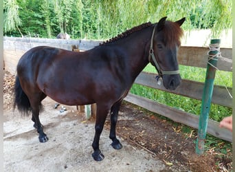 Shetland Ponys Mix, Wallach, 10 Jahre, 129 cm, Rappe