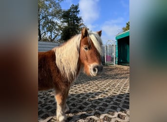 Shetland Ponys, Wallach, 10 Jahre, 80 cm, Palomino