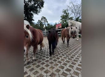 Shetland Ponys, Wallach, 10 Jahre, 80 cm, Palomino