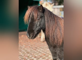 Shetland Ponys, Wallach, 10 Jahre, 80 cm, Palomino