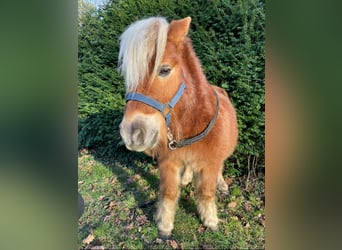 Shetland Ponys, Wallach, 10 Jahre, 80 cm, Palomino