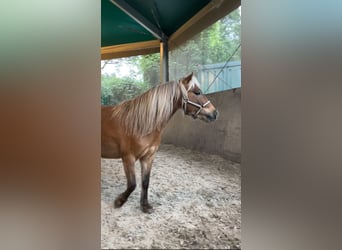 Shetland Ponys, Wallach, 10 Jahre, 80 cm, Palomino