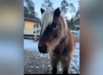 Shetland Ponys, Wallach, 10 Jahre, 80 cm, Palomino
