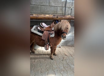 Shetland Ponys, Wallach, 10 Jahre, 85 cm