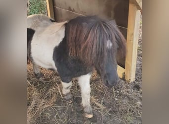 Shetland Ponys, Wallach, 10 Jahre, 87 cm, Tigerschecke