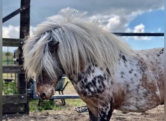 Shetland Ponys, Wallach, 10 Jahre, 87 cm, Tigerschecke