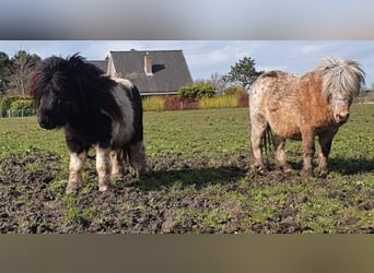 Shetland Ponys, Wallach, 10 Jahre, 87 cm, Tigerschecke