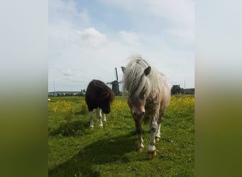 Shetland Ponys Mix, Wallach, 10 Jahre, 89 cm, Tigerschecke