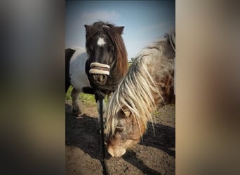Shetland Ponys, Wallach, 10 Jahre, 93 cm, Tigerschecke