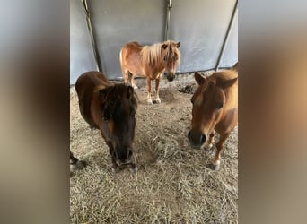Shetland Ponys, Wallach, 10 Jahre