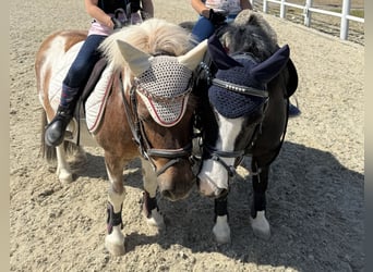 Shetland Ponys, Wallach, 10 Jahre