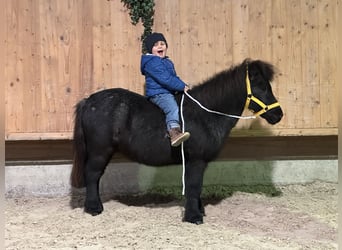 Shetland Ponys, Wallach, 11 Jahre, 100 cm, Blauschimmel