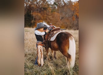 Shetland Ponys, Wallach, 11 Jahre, 102 cm, Dunkelfuchs