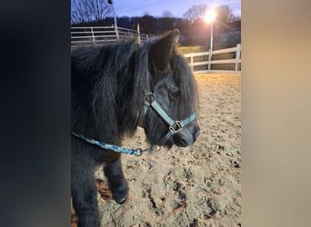 Shetland Ponys, Wallach, 11 Jahre, 105 cm, Rappe