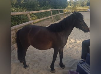 Shetland Ponys Mix, Wallach, 11 Jahre, 108 cm, Dunkelbrauner