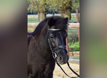 Shetland Ponys Mix, Wallach, 11 Jahre, 115 cm, Dunkelbrauner