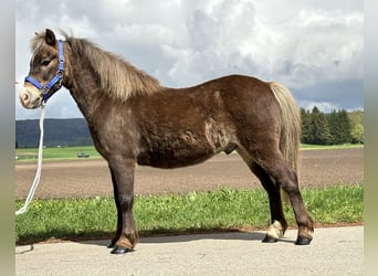 Shetland Ponys Mix, Wallach, 11 Jahre, 115 cm, Dunkelfuchs
