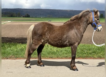 Shetland Ponys Mix, Wallach, 11 Jahre, 115 cm, Dunkelfuchs