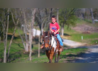 Shetland Ponys, Wallach, 11 Jahre, 117 cm, Schecke