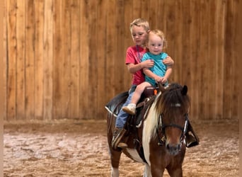 Shetland Ponys, Wallach, 11 Jahre, 117 cm, Schecke