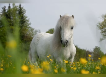 Shetland Ponys, Wallach, 11 Jahre, 85 cm, Schimmel