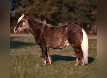 Shetland Ponys, Wallach, 11 Jahre, 89 cm