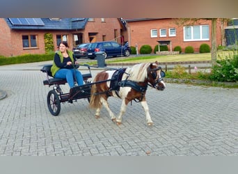 Shetland Ponys, Wallach, 11 Jahre, 93 cm, Schecke