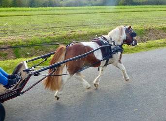 Shetland Ponys, Wallach, 11 Jahre, 93 cm, Schecke