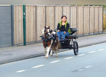 Shetland Ponys, Wallach, 11 Jahre, 93 cm, Schecke