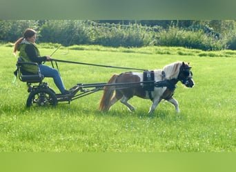 Shetland Ponys, Wallach, 11 Jahre, 93 cm, Schecke