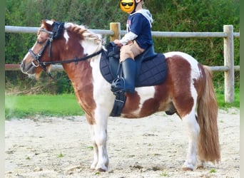 Shetland Ponys, Wallach, 11 Jahre, 93 cm, Schecke