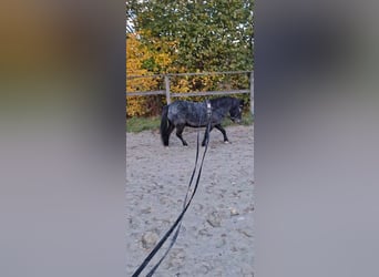 Shetland Ponys, Wallach, 11 Jahre, 97 cm, Rappschimmel