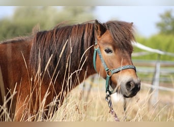 Shetland Ponys, Wallach, 11 Jahre