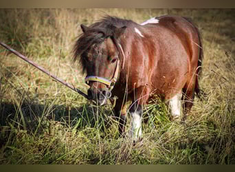 Shetland Ponys, Wallach, 11 Jahre