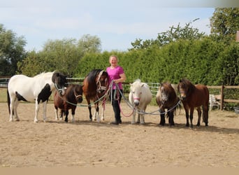Shetland Ponys, Wallach, 11 Jahre