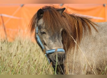 Shetland Ponys, Wallach, 11 Jahre