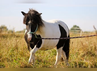 Shetland Ponys, Wallach, 11 Jahre