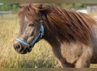 Shetland Ponys, Wallach, 11 Jahre