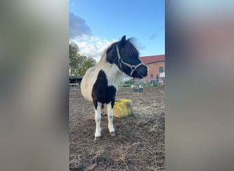Shetland Ponys, Wallach, 11 Jahre