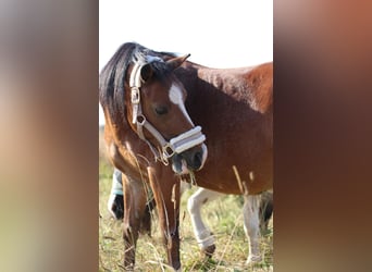 Shetland Ponys, Wallach, 11 Jahre