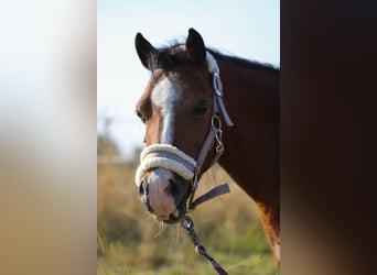Shetland Ponys, Wallach, 11 Jahre