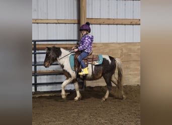 Shetland Ponys, Wallach, 12 Jahre, 102 cm, Schecke