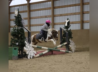 Shetland Ponys, Wallach, 12 Jahre, 102 cm, Schecke