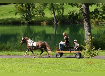 Shetland Ponys, Wallach, 12 Jahre, 102 cm, Schecke