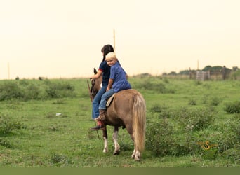 Shetland Ponys, Wallach, 12 Jahre, 102 cm, Schecke