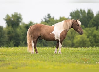 Shetland Ponys, Wallach, 12 Jahre, 102 cm, Schecke